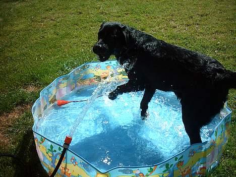 Labrador retriever Kenzo - Jubiiii... Tid til badebassin igen... billede 10