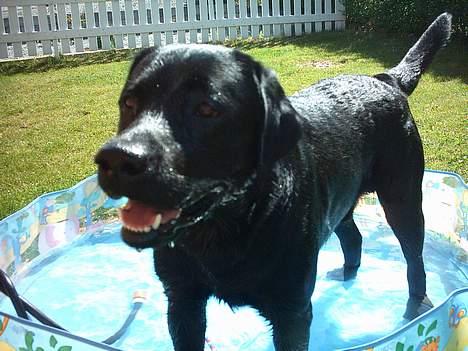 Labrador retriever Kenzo billede 11