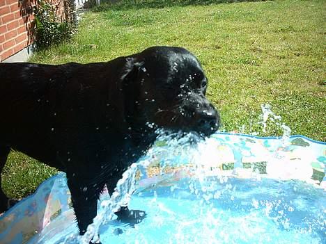 Labrador retriever Kenzo billede 12