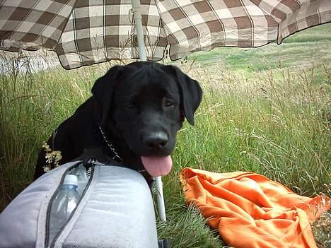 Labrador retriever Kenzo - Kenzo med på Picnic...  Trygt under parasollen.. billede 13