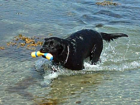 Labrador retriever Kenzo - Ude og bade.... dejligt! billede 14
