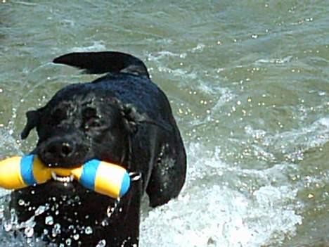 Labrador retriever Kenzo - Fuld fart frem... billede 15