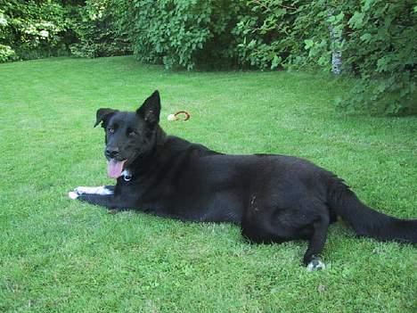 Blanding af racer Perle Sapangeraq billede 3