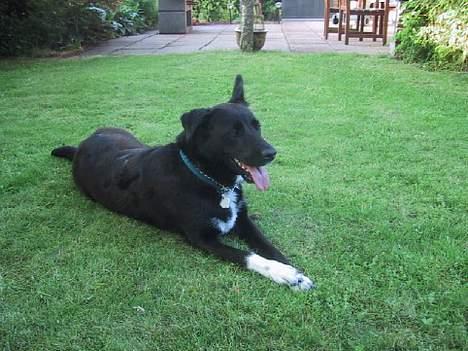 Blanding af racer Perle Sapangeraq billede 4