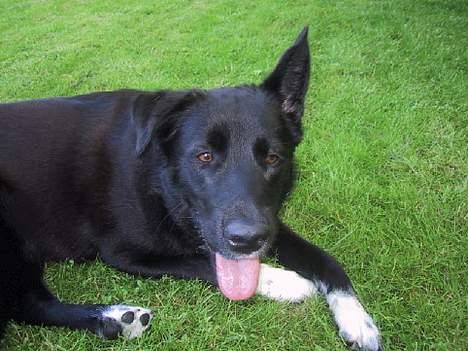 Blanding af racer Perle Sapangeraq billede 5