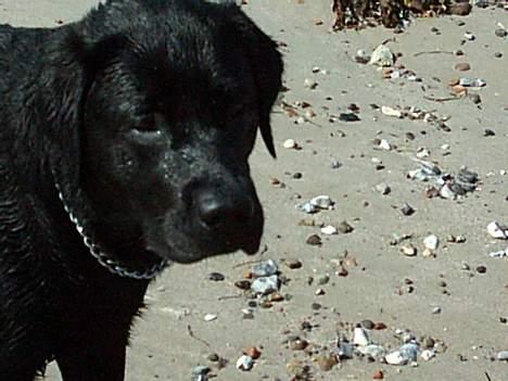 Labrador retriever Kenzo - Han er bare min øjesten... billede 16