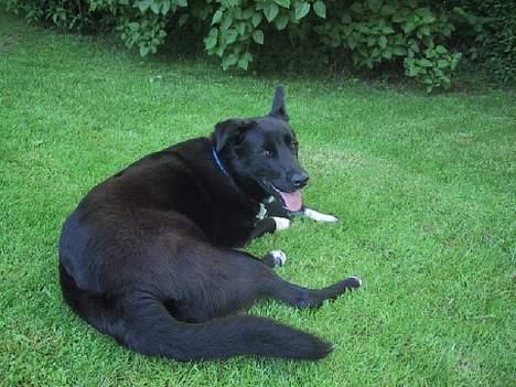 Blanding af racer Perle Sapangeraq billede 6