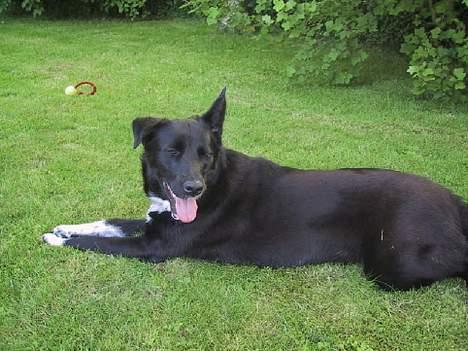 Blanding af racer Perle Sapangeraq billede 7