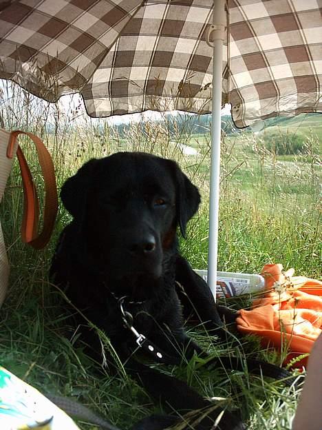 Labrador retriever Kenzo - En slapper efter en dejlig dag... billede 17