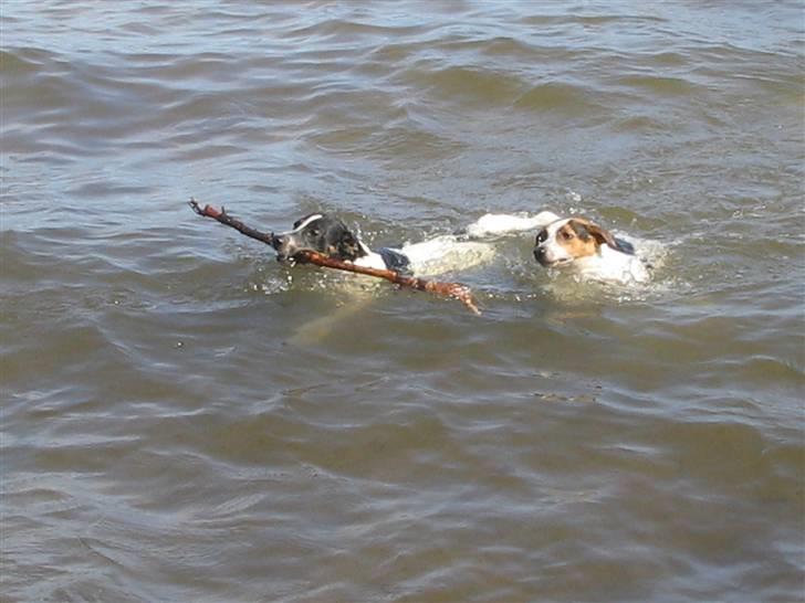 Dansk svensk gaardhund Nicki - pyyyy det varmt, tager lige en svømmetur med Agnes ( 15.7.2007 ) billede 15