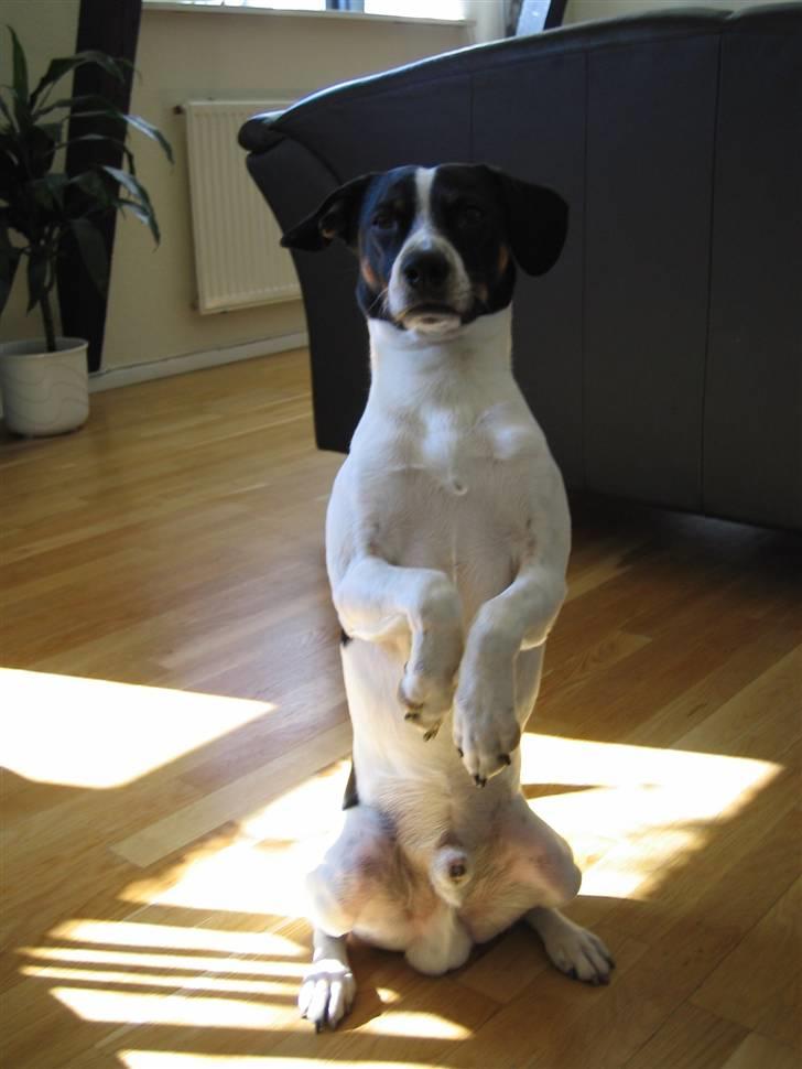 Dansk svensk gaardhund Nicki - se hvor sødt jeg kan sidde billede 16