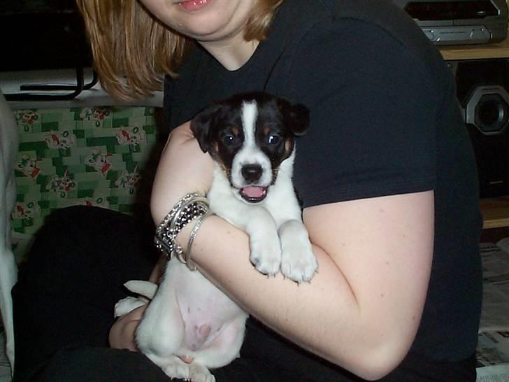 Dansk svensk gaardhund Nicki - mig som hvalp billede 17