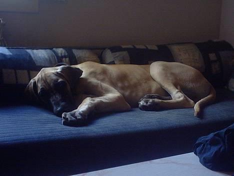 Grand danois Grand de Feld´s Kimba - Kimba 4 månder billede 12