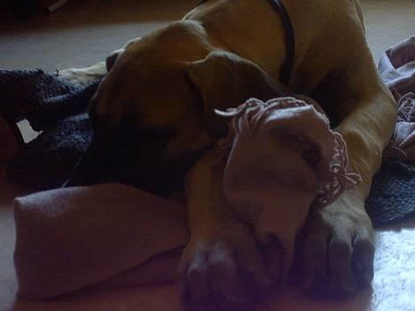 Grand danois Grand de Feld´s Kimba - Her ligger jeg på Hotel Hilton og venter på flyveren som først kommer i morgen.. suff.. billede 13