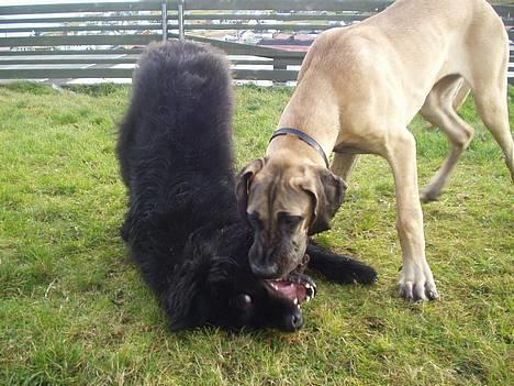 Grand danois Grand de Feld´s Kimba - Kimba og Tasha hygger.. :) billede 14