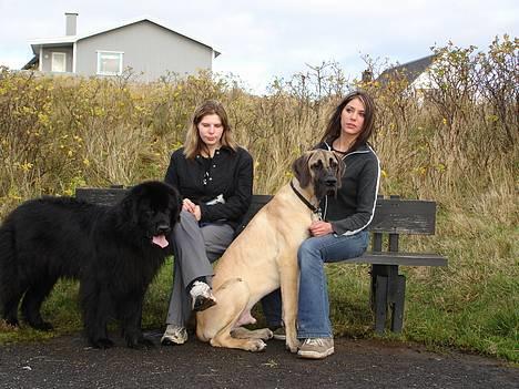 Grand danois Grand de Feld´s Kimba billede 15