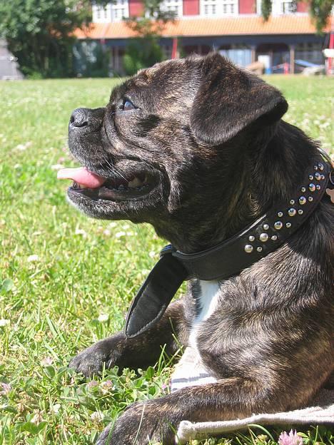 Blanding af racer Luna (R.I.P aflivet 17/1-17) - lige et profil billede:) billede 13