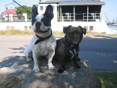 Blanding af racer Luna (R.I.P aflivet 17/1-17) - Luna med sin gode ven Finn, som også er her på galleriet. billede 14