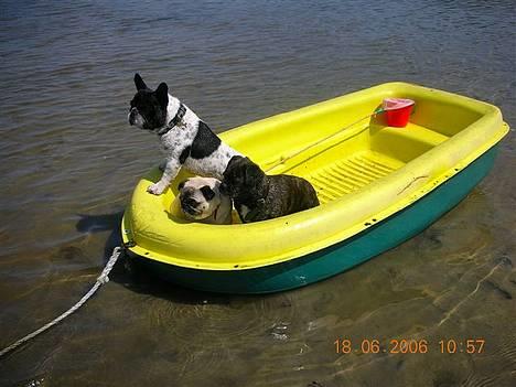 Blanding af racer Luna (R.I.P aflivet 17/1-17) - på vandet med vennerne billede 15