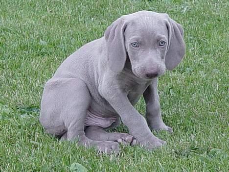 Weimaraner SØNDERSKOVEN`S B-KULD - Sønderskoven`s  BUNDY flytter hjem til Winnie og Torben i Brædstrup. billede 2