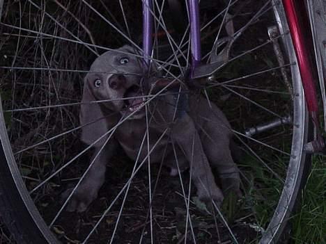 Weimaraner SØNDERSKOVEN`S B-KULD - Sønderskoven`s  BARRY WHITE flytter hjem til Mie og familie i Randers. billede 3