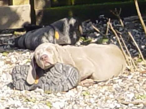 Weimaraner SØNDERSKOVEN`S B-KULD - Sønderskoven`s BANZI  flytter ned til Svend i Hammel. billede 4
