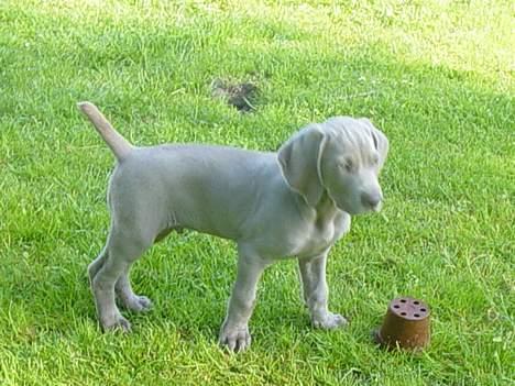 Weimaraner SØNDERSKOVEN`S B-KULD - Sønderskoven`s  BANDIT alias ZEUS flytter ned til familien Schrøder i Kolding. billede 5