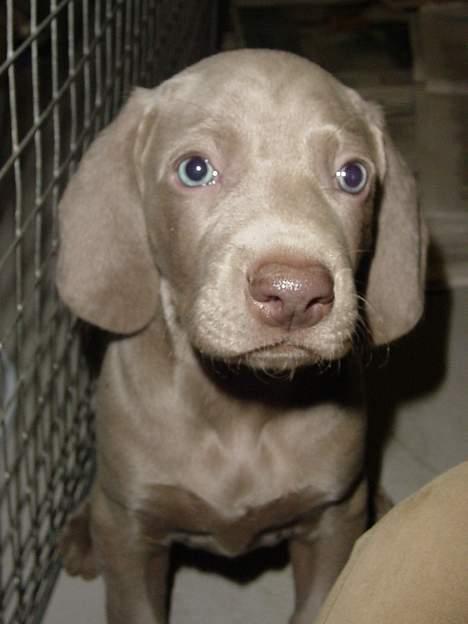Weimaraner SØNDERSKOVEN`S B-KULD - Sønderskoven`s  BELLIS flytter ned til Ken og familien i Kolding. billede 6