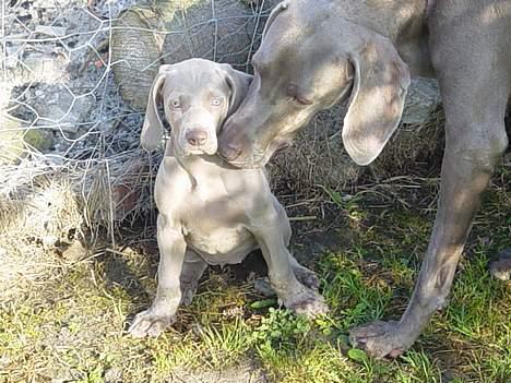 Weimaraner SØNDERSKOVEN`S B-KULD - Sønderskoven`s  BINGO flytter ned til Martin og Magrethe i Esbjerg. billede 7