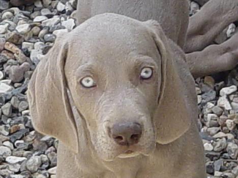 Weimaraner SØNDERSKOVEN`S B-KULD billede 8