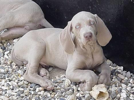 Weimaraner SØNDERSKOVEN`S B-KULD billede 9