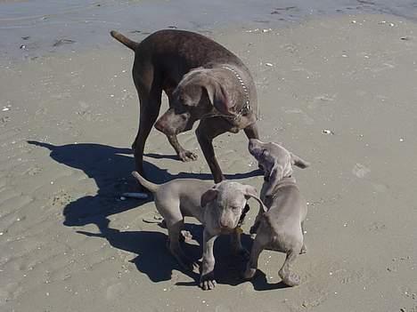 Weimaraner SØNDERSKOVEN`S B-KULD - BELLIS og BINGO er med mor ved stranden. billede 10