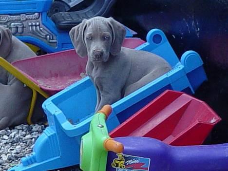 Weimaraner SØNDERSKOVEN`S B-KULD billede 11