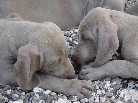 Weimaraner SØNDERSKOVEN`S B-KULD - Sønderskoven`s BINGO nyder strandturen. billede 12