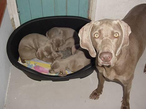 Weimaraner SØNDERSKOVEN`S B-KULD billede 13