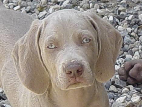 Weimaraner SØNDERSKOVEN`S B-KULD billede 14