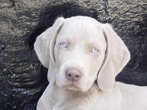 Weimaraner SØNDERSKOVEN`S B-KULD - Sønderskoven`s BANZI tager sig en lur. billede 15