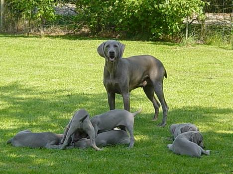 Weimaraner SØNDERSKOVEN`S B-KULD billede 16