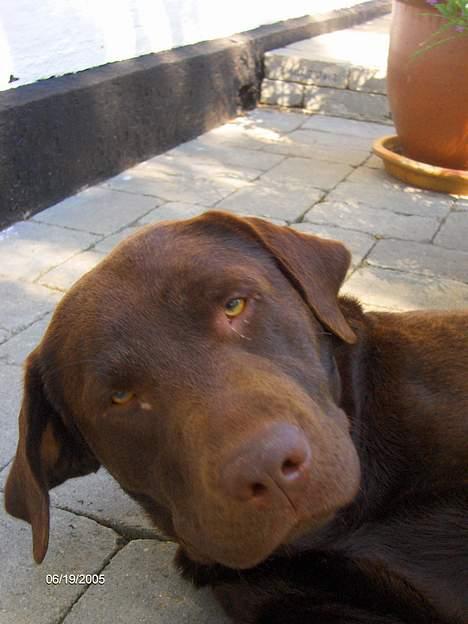 Labrador retriever Basse billede 2