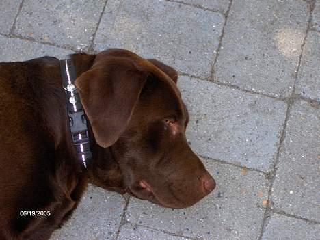 Labrador retriever Basse billede 3