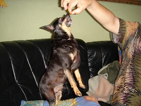 Blanding af racer donald - det er min hund som får mad  billede 14