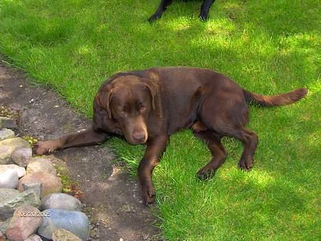Labrador retriever Basse - Basse tager sol bad billede 7