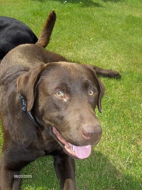 Labrador retriever Basse - Her r BAsse glad. billede 8