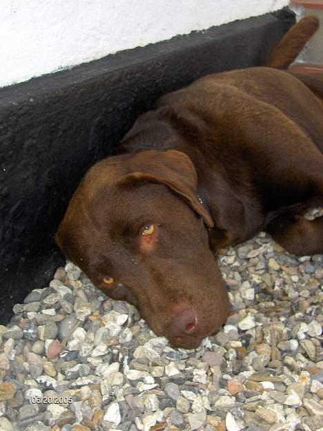 Labrador retriever Basse - BAsse r en meget doven hund. billede 9