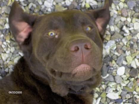 Labrador retriever Basse billede 10
