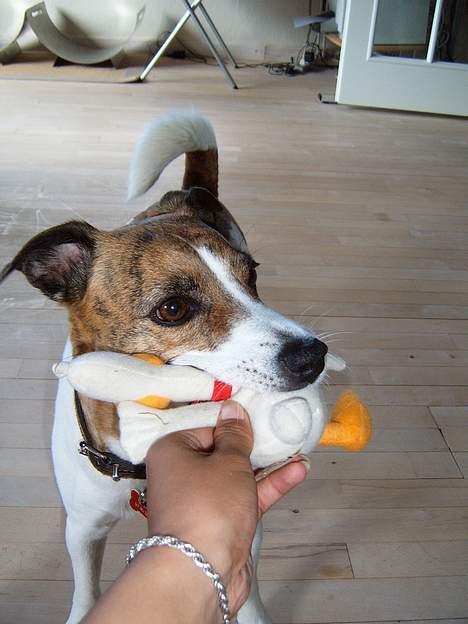 Dansk svensk gaardhund Sitta billede 13