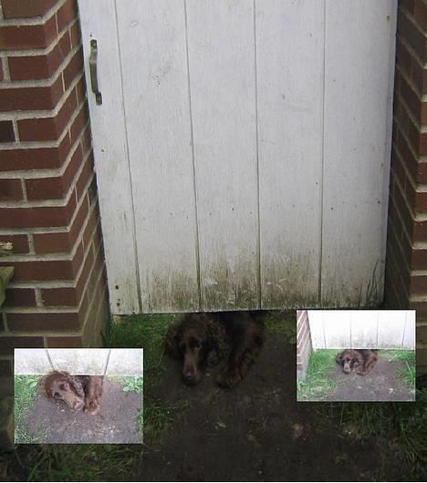 Cocker spaniel Twiggy - [24/7]Jeg vil med moar, du må ikke gå :(   :D satte lige 2 billeder ind :P billede 13