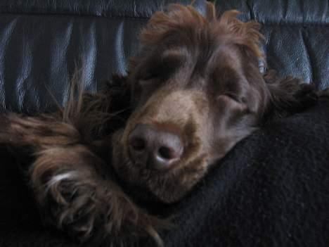 Cocker spaniel Twiggy - Ikke billeder lige nu, sover sssh billede 14