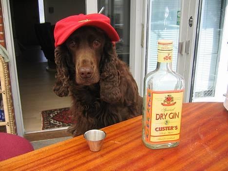 Cocker spaniel Twiggy - Twiggy på druk tur :P billede 15