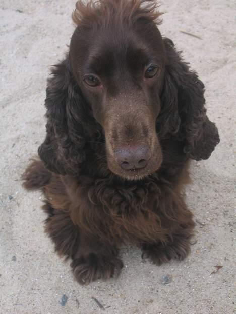 Cocker spaniel Twiggy - Add jeg har sand på næsten ;D billede 16